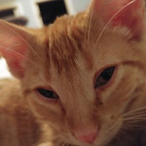 Meet your Posher, Elise